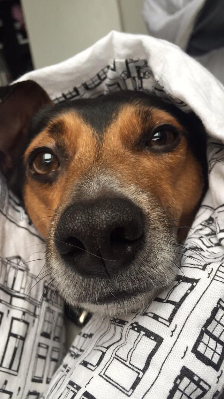 Dansk svensk gaardhund Brownie billede 19