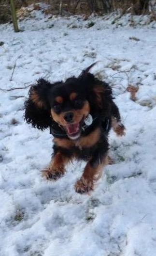 Cavalier king charles spaniel Lulu billede 20
