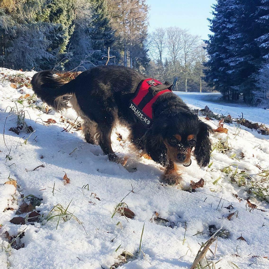 Cavalier king charles spaniel Lulu billede 21