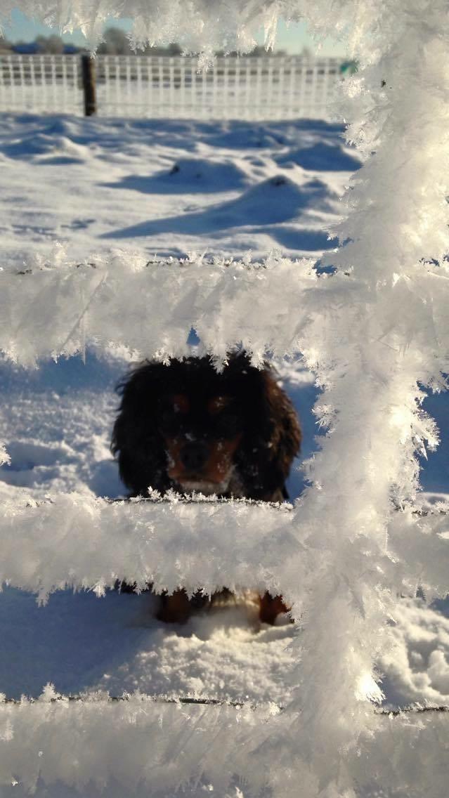 Cavalier king charles spaniel Lulu billede 22