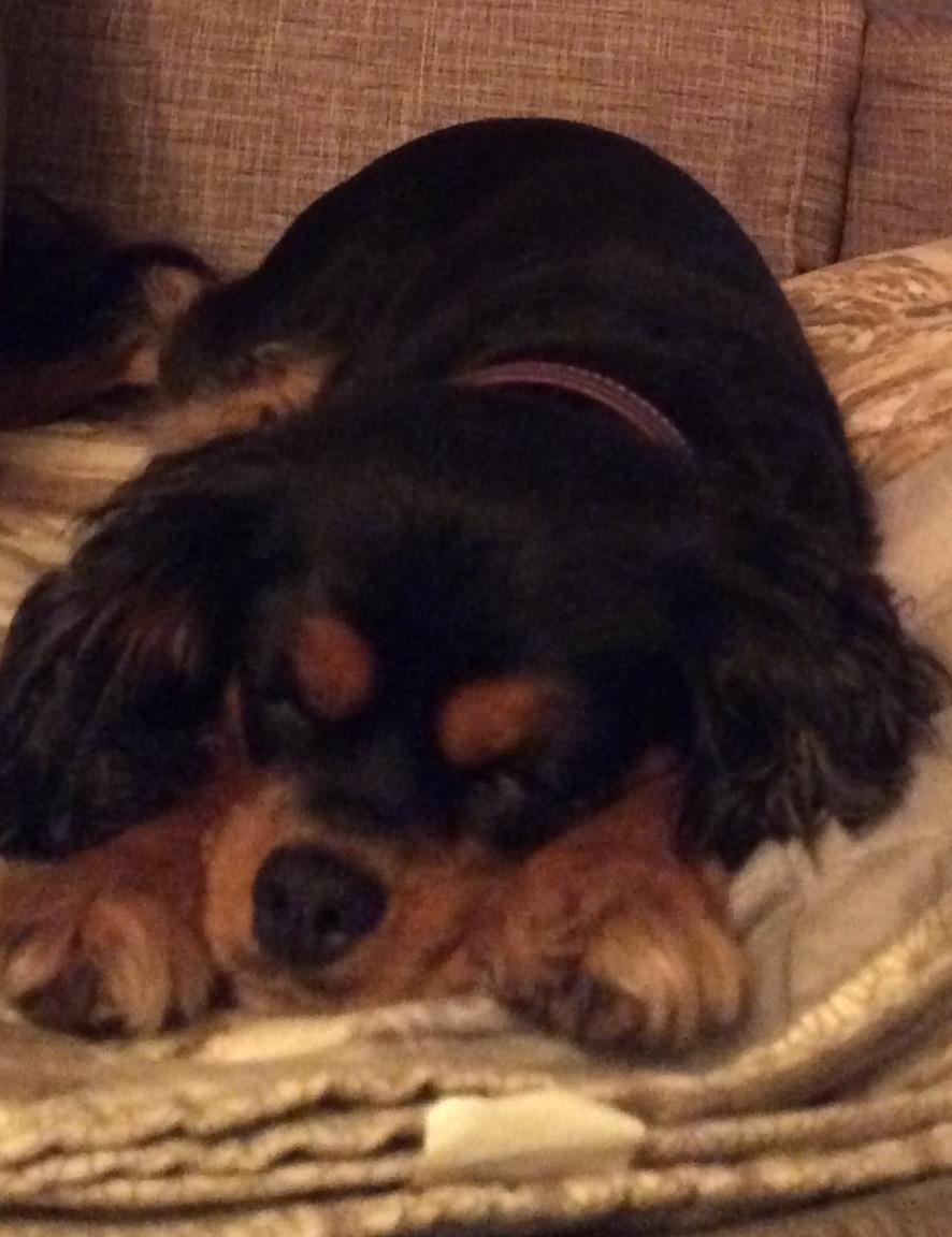 Cavalier king charles spaniel Lulu billede 19