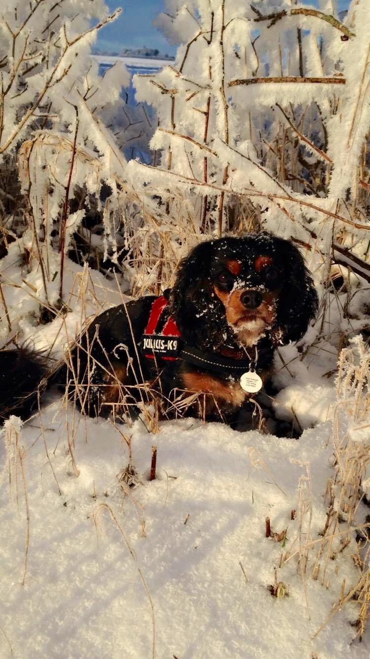 Cavalier king charles spaniel Lulu billede 25