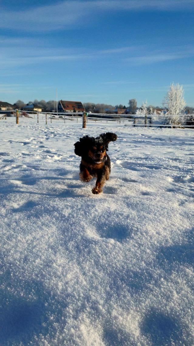 Cavalier king charles spaniel Lulu billede 23