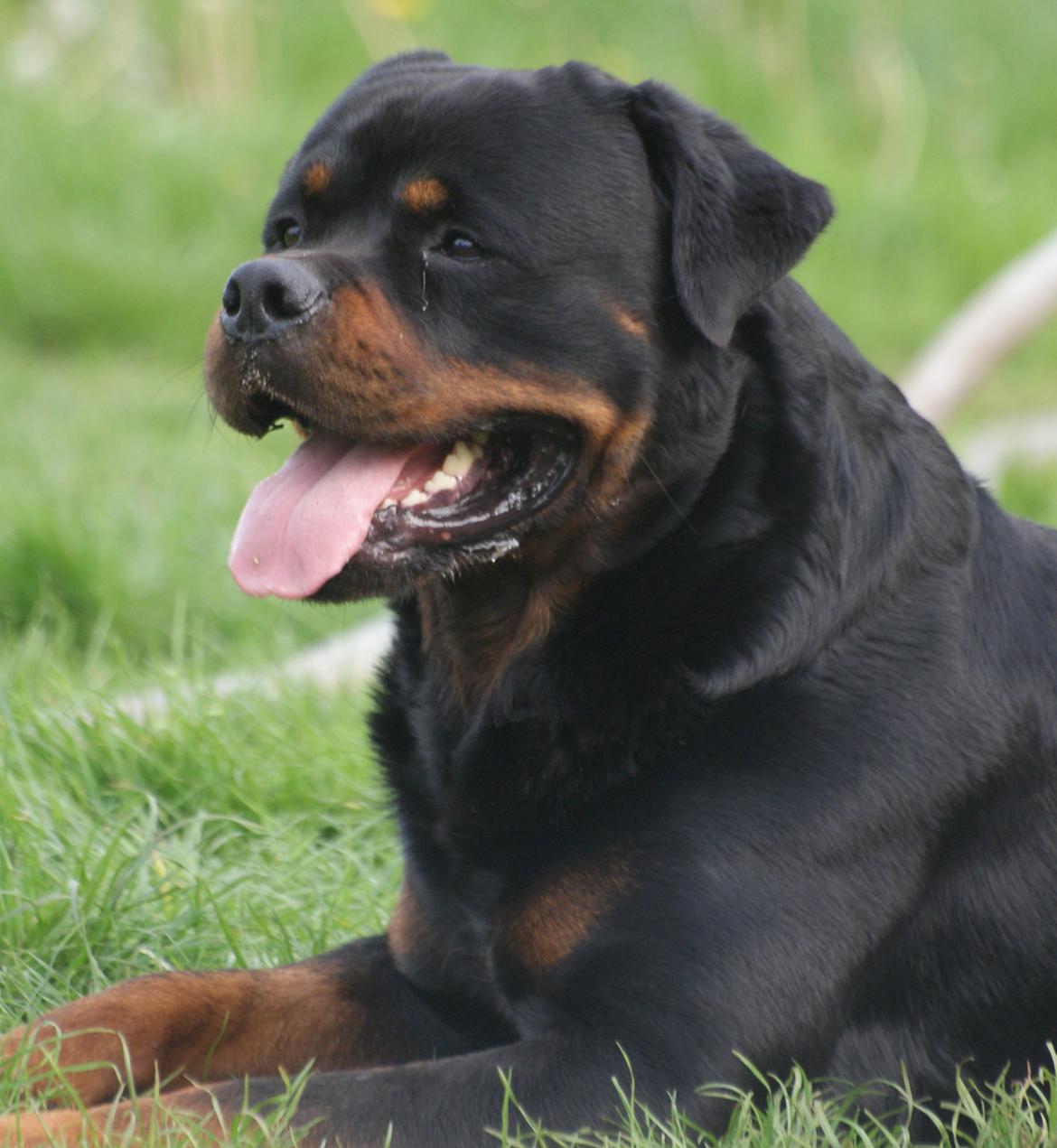 Rottweiler BASUKA 2 VOM HAUSE WENORRA billede 7