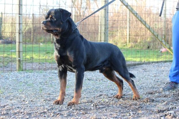 Rottweiler BASUKA 2 VOM HAUSE WENORRA billede 2