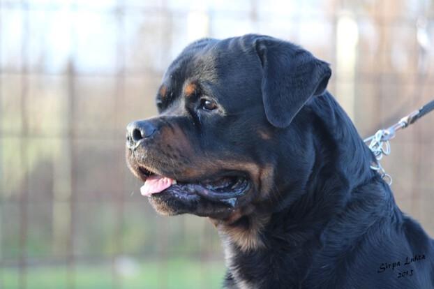 Rottweiler BASUKA 2 VOM HAUSE WENORRA billede 1