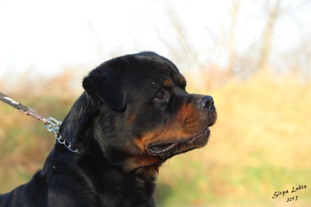 Rottweiler BASUKA 2 VOM HAUSE WENORRA billede 10