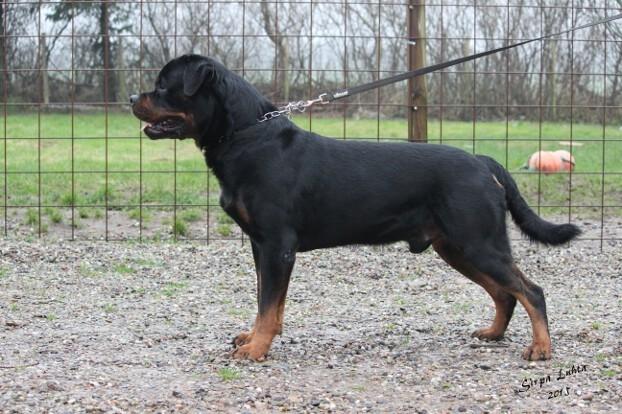 Rottweiler BASUKA 2 VOM HAUSE WENORRA billede 12