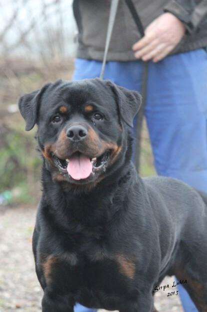 Rottweiler BASUKA 2 VOM HAUSE WENORRA billede 14