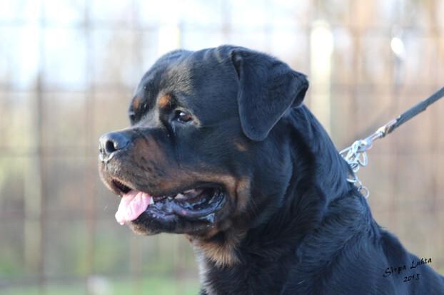 Rottweiler BASUKA 2 VOM HAUSE WENORRA billede 17