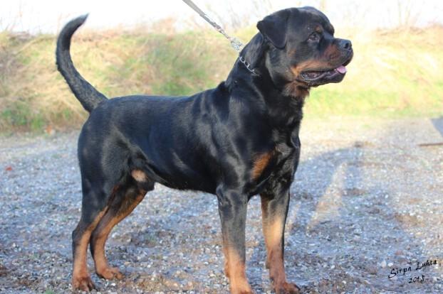 Rottweiler BASUKA 2 VOM HAUSE WENORRA billede 16