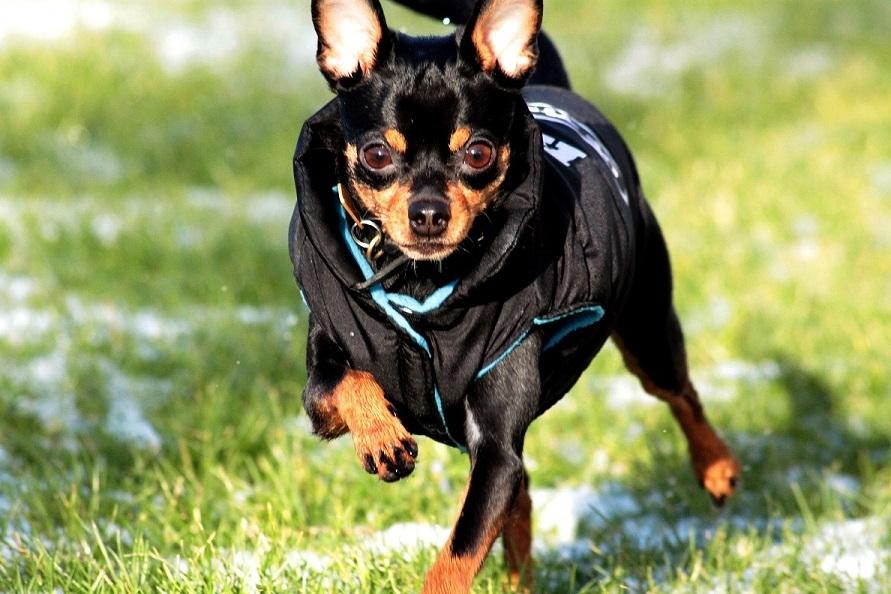 Blanding af racer Ninja *pivdyr* billede 5