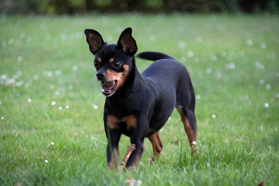 Blanding af racer Ninja *pivdyr* billede 2