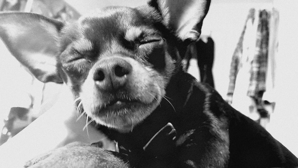 Blanding af racer Ninja *pivdyr* billede 4