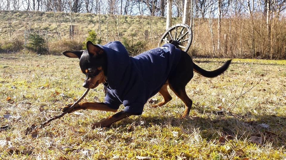 Blanding af racer Ninja *pivdyr* billede 11