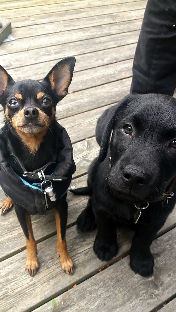 Blanding af racer Ninja *pivdyr* - Ninja med lillebror Hector 2015 billede 1