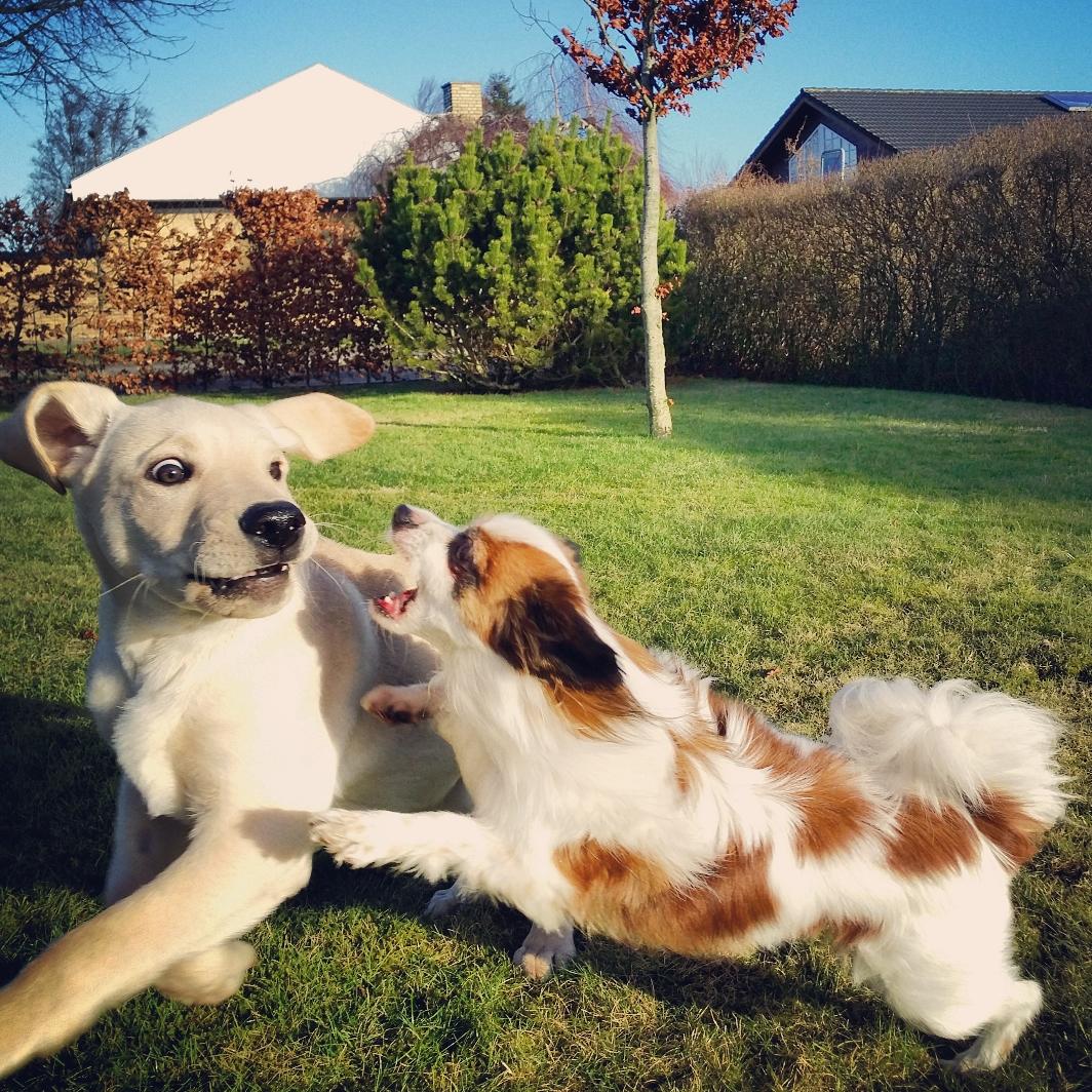 Papillon Bølle *R.I.P.* - Bølle sætter lillebror Elvis på plads! 28/1-16 billede 29