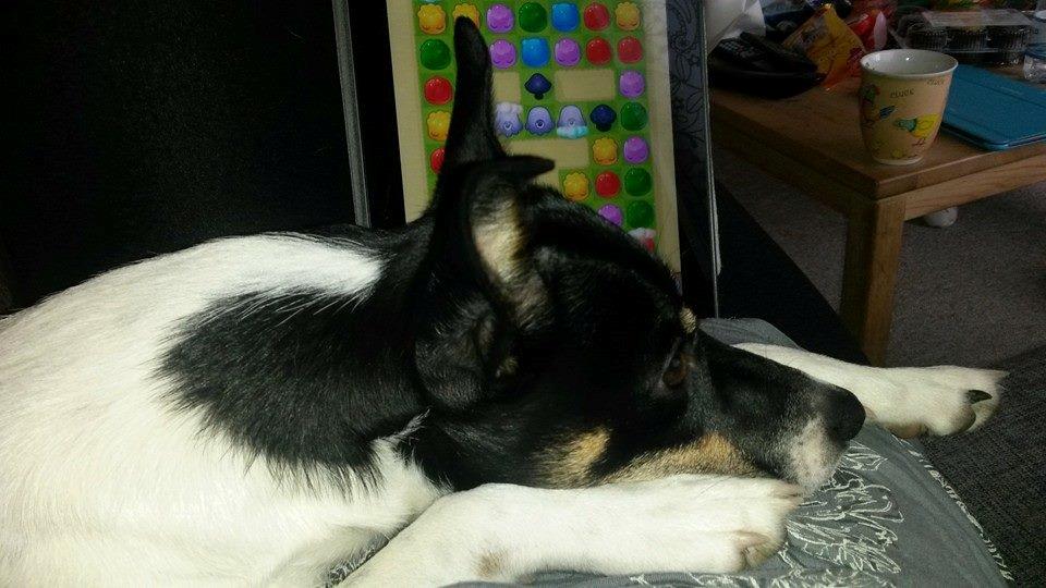 Blanding af racer Vega billede 1