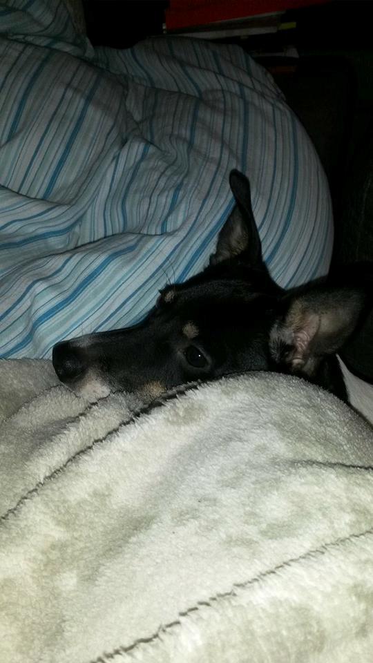 Blanding af racer Vega billede 3