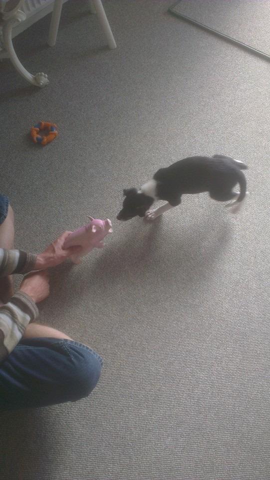 Blanding af racer Vega billede 5