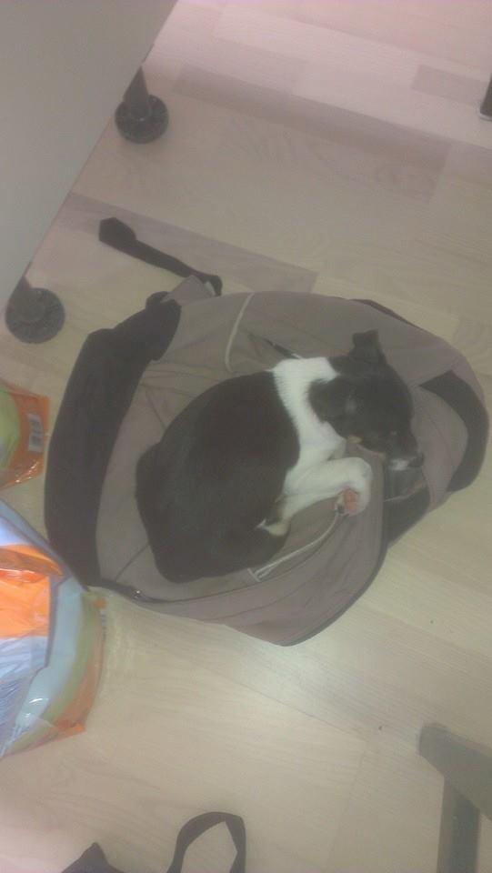 Blanding af racer Vega billede 6