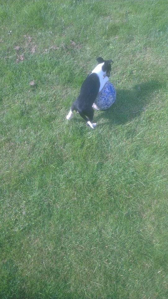 Blanding af racer Vega billede 7