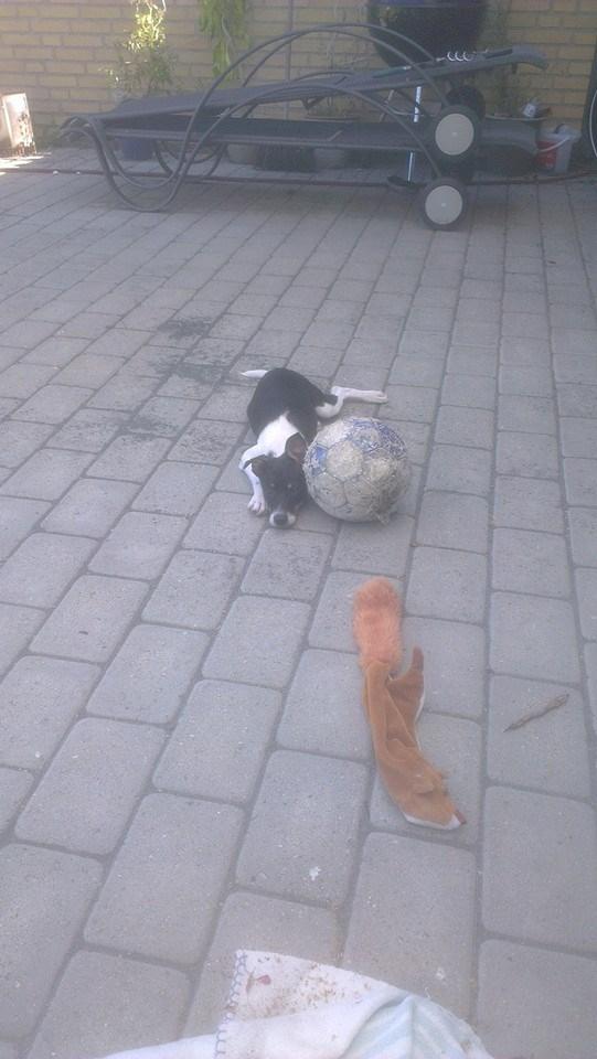 Blanding af racer Vega billede 8