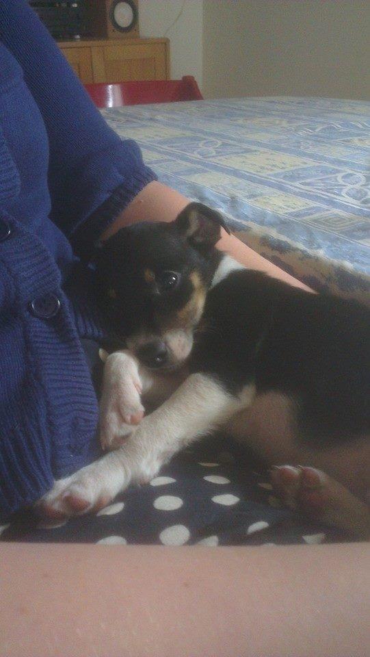 Blanding af racer Vega billede 4