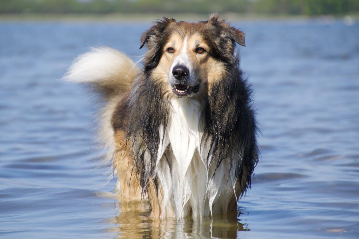 Blanding af racer ~ Chester billede 20