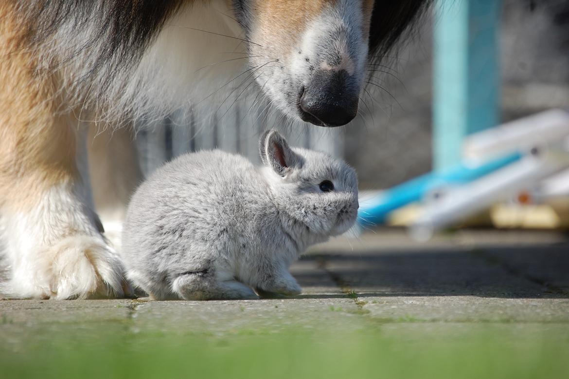 Blanding af racer ~ Chester billede 19