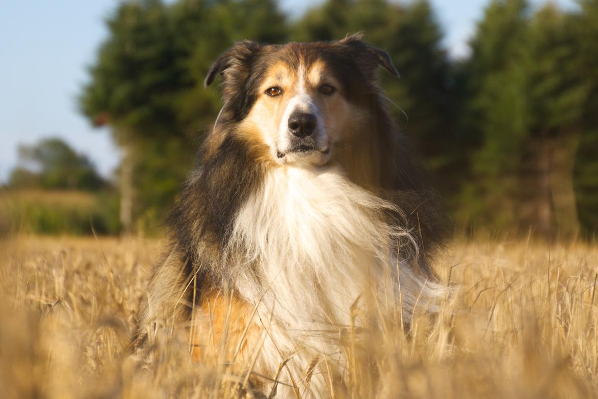 Blanding af racer ~ Chester billede 23