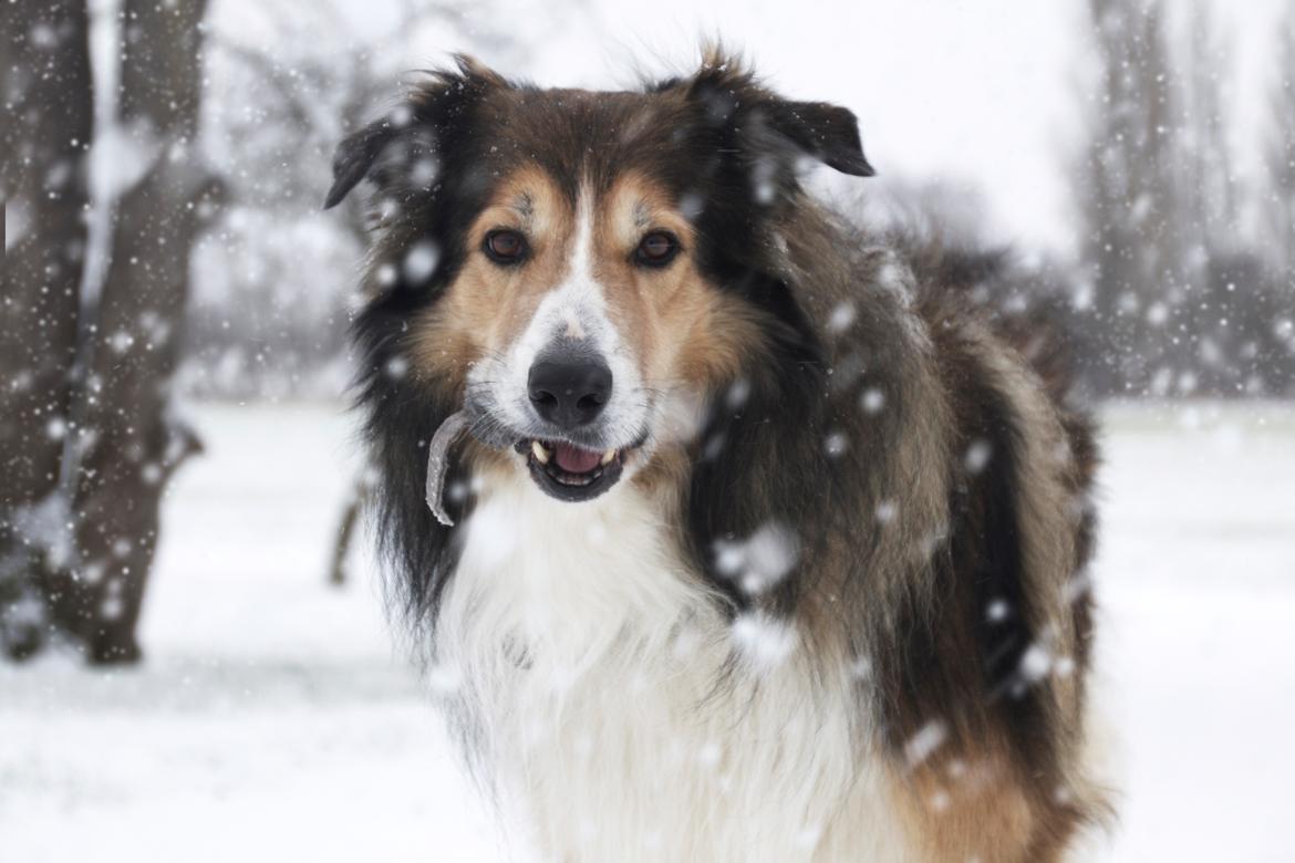 Blanding af racer ~ Chester billede 25