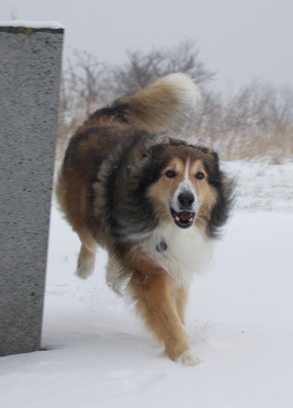 Blanding af racer ~ Chester billede 26