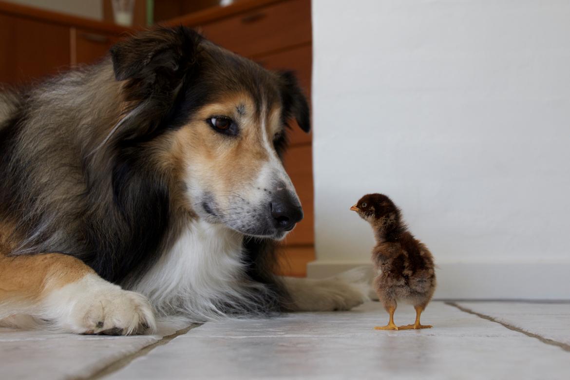 Blanding af racer ~ Chester billede 27