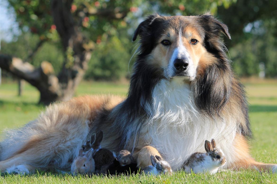 Blanding af racer ~ Chester billede 24