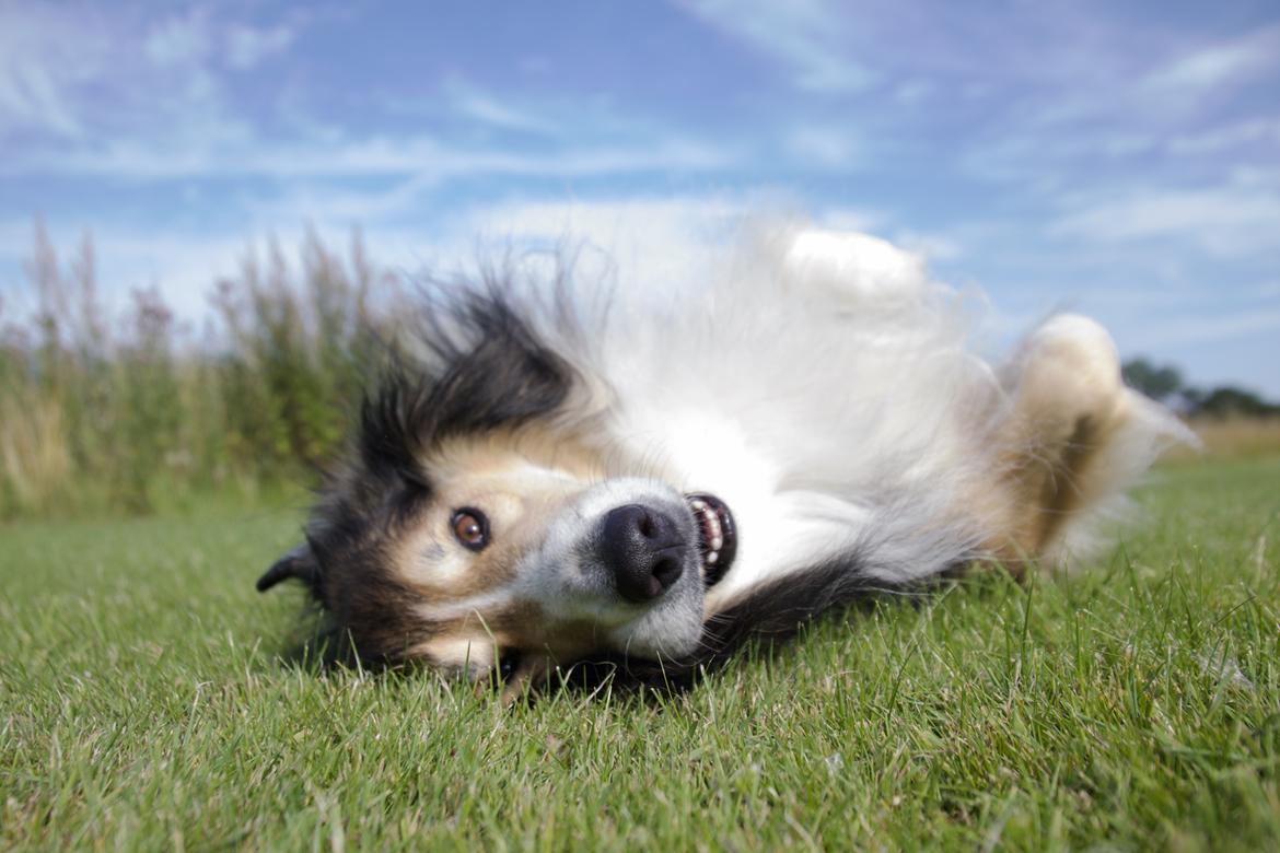 Blanding af racer ~ Chester billede 28