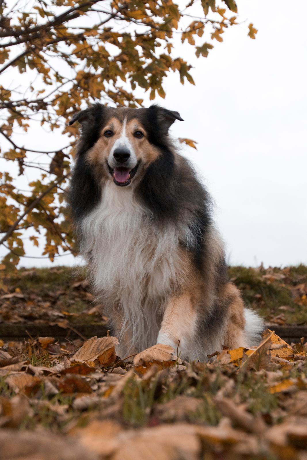 Blanding af racer ~ Chester billede 1