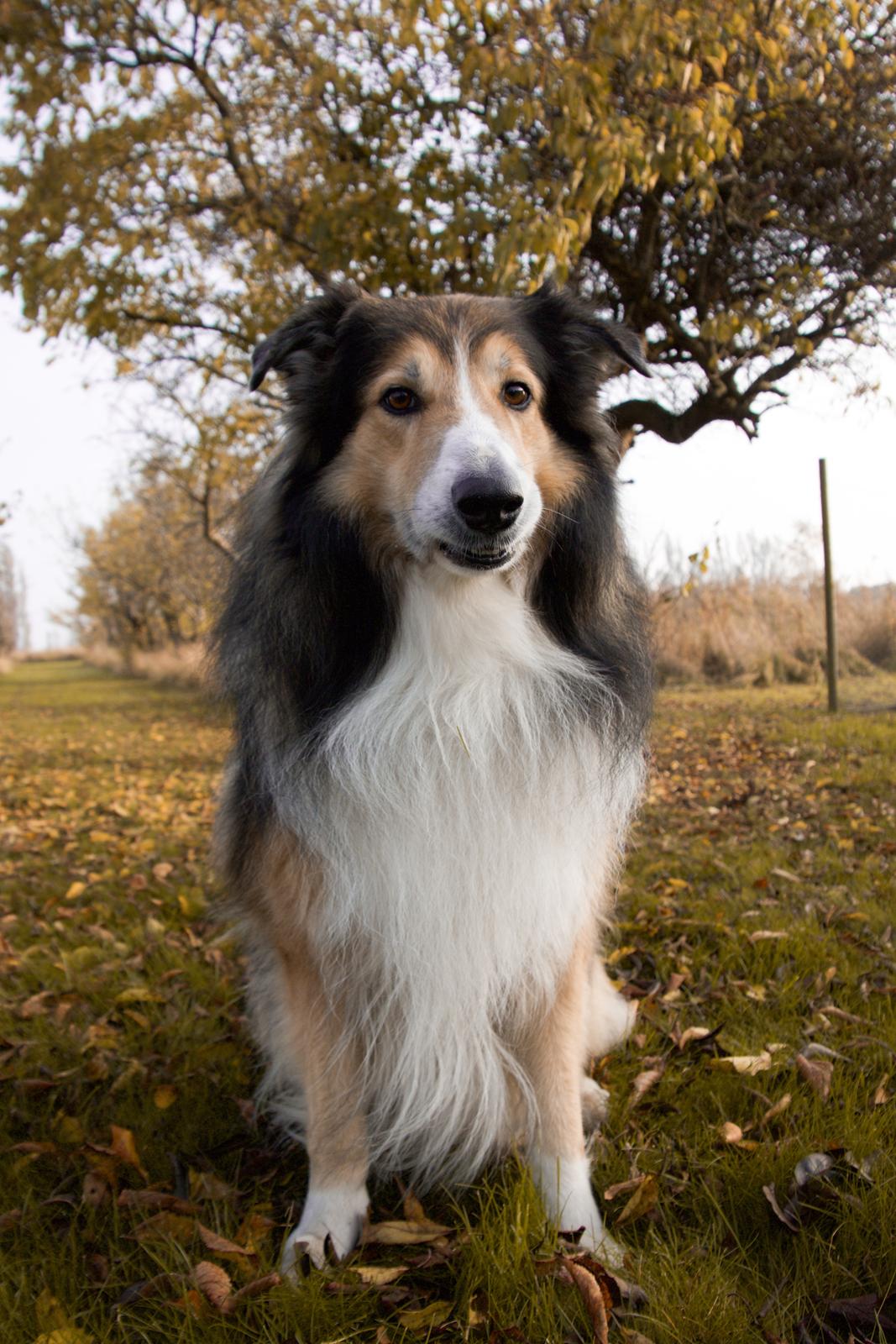 Blanding af racer ~ Chester billede 29