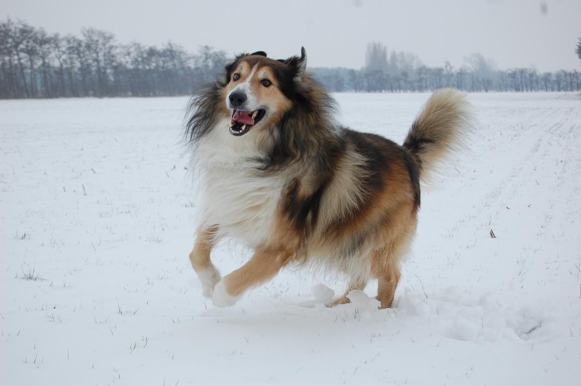 Blanding af racer ~ Chester billede 30