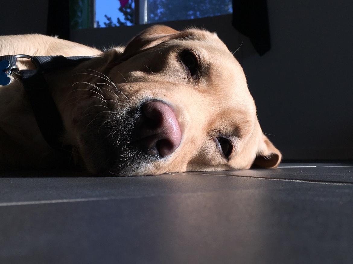 Labrador retriever Lui billede 14