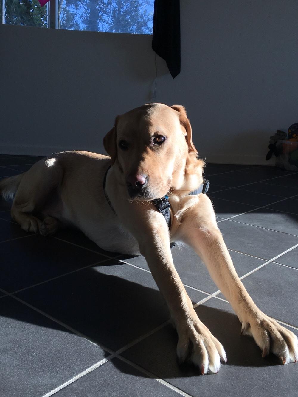 Labrador retriever Lui billede 15