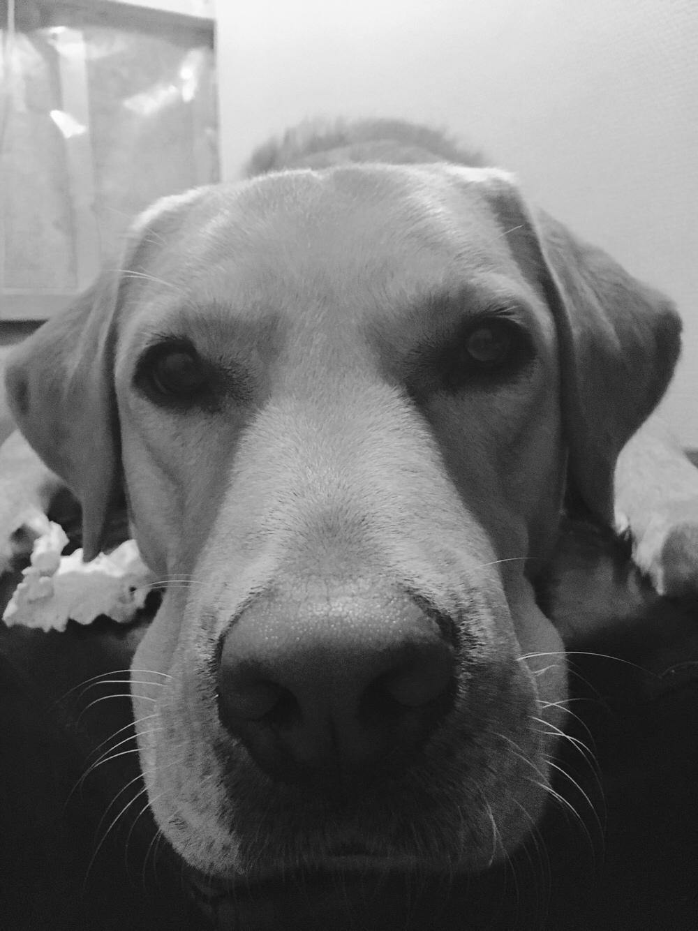 Labrador retriever Lui billede 12