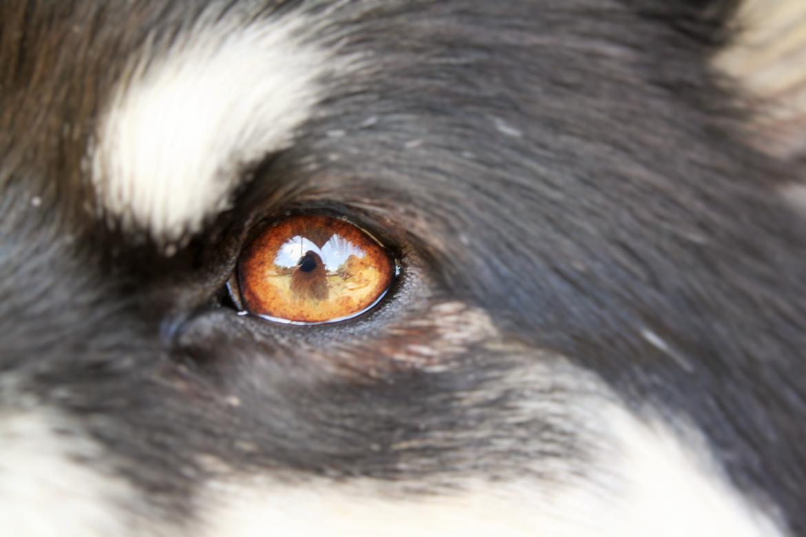 Finsk lapphund Ulla billede 23