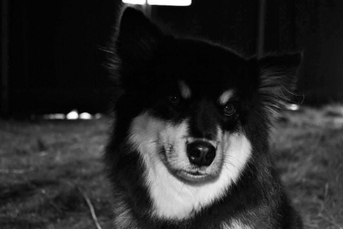 Finsk lapphund Ulla billede 10