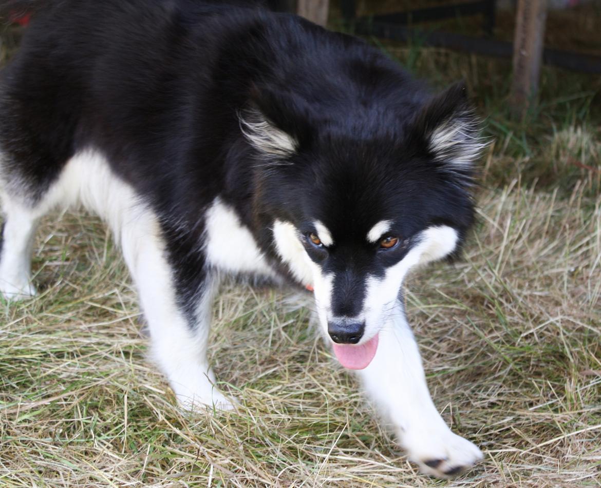 Finsk lapphund Ulla billede 3