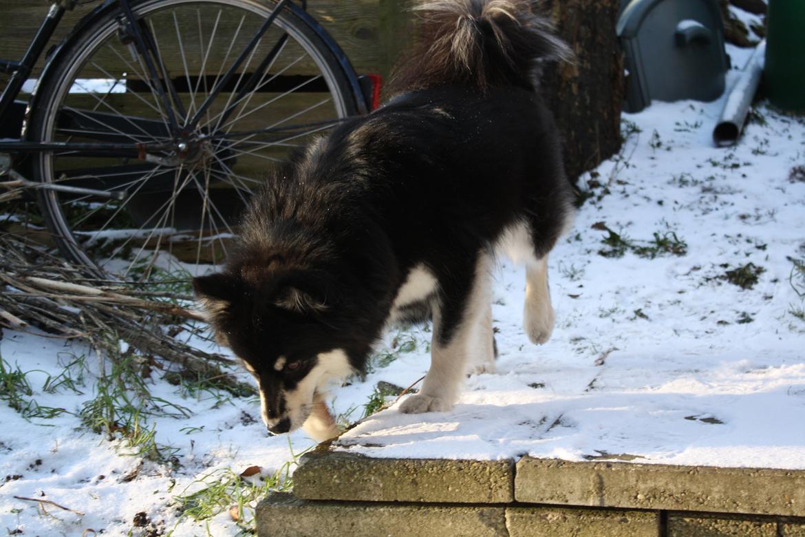 Finsk lapphund Ulla billede 8