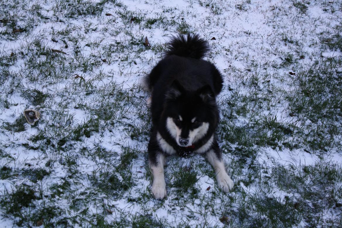 Finsk lapphund Ulla billede 15