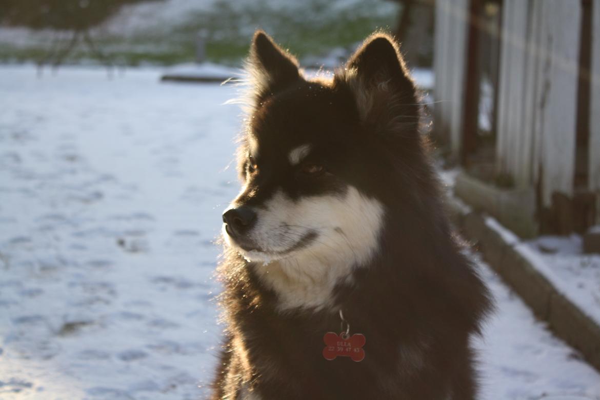 Finsk lapphund Ulla billede 1