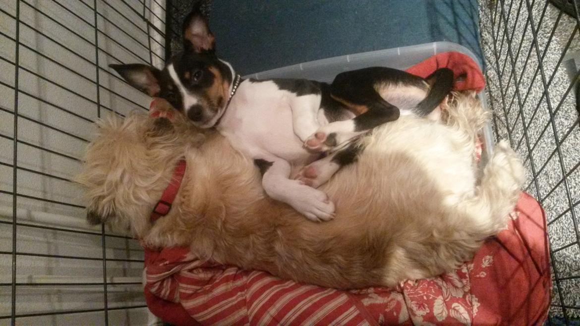 Rat Terrier Solgaards Baloo billede 22