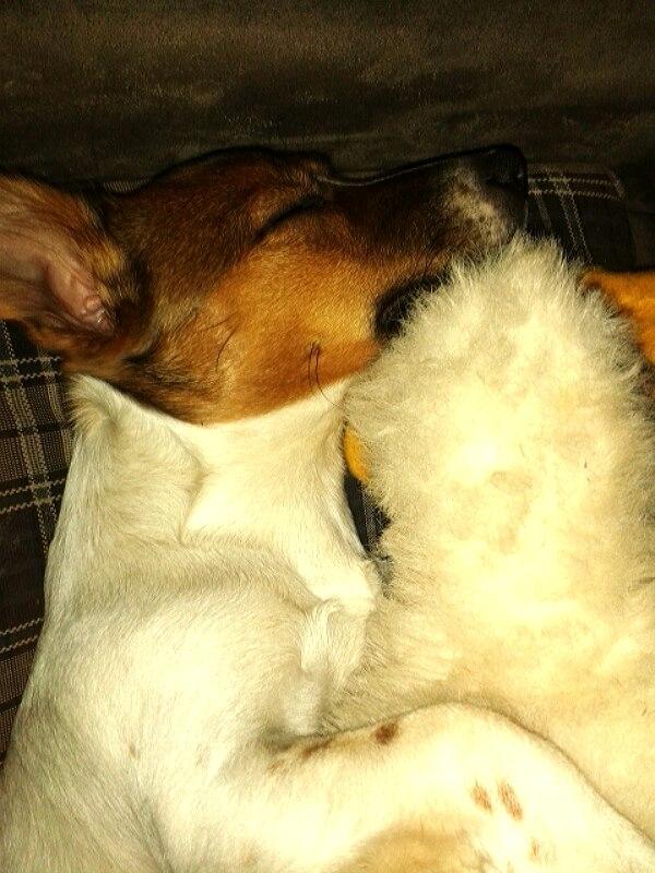 Jack russell terrier Jackson ( Jack ) billede 4